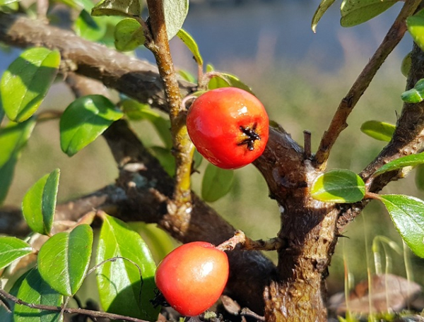 Kriechmispel Beere
